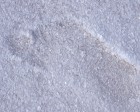 ourissa_074