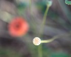 IMG_0889_BURGOS