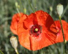 IMG_0906_BURGOS