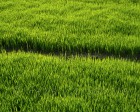 karnataka_011