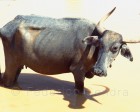 badami_028