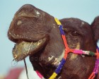 pushkar_007