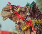 pushkar_009
