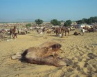 pushkar_022