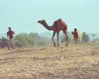 pushkar_094