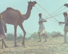 pushkar_095