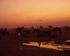 pushkar_151