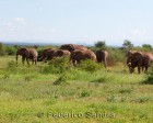 tanzanie_manyara_117