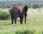 tanzanie_manyara_119