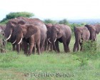 tanzanie_manyara_122