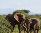 tanzanie_manyara_124