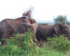 tanzanie_manyara_125