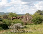 tanzanie_manyara_130