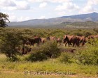 tanzanie_manyara_131