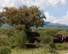 tanzanie_manyara_132