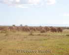 tanzanie_manyara_137