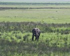 tanzanie_elefant_ngorongoro001