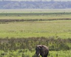 tanzanie_elefant_ngorongoro002