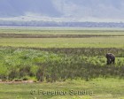 tanzanie_elefant_ngorongoro003