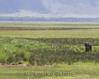 tanzanie_elefant_ngorongoro003