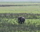 tanzanie_elefant_ngorongoro004