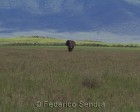 tanzanie_elefant_ngorongoro005