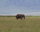 tanzanie_elefant_ngorongoro006