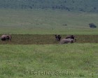 tanzanie_elefant_ngorongoro007