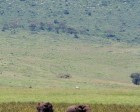 tanzanie_elefant_ngorongoro008