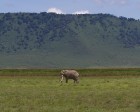 tanzanie_elefant_ngorongoro009