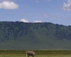 tanzanie_elefant_ngorongoro010