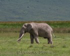 tanzanie_elefant_ngorongoro011