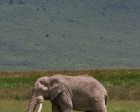 tanzanie_elefant_ngorongoro012