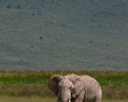 tanzanie_elefant_ngorongoro013