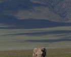 tanzanie_elefant_ngorongoro014