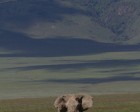 tanzanie_elefant_ngorongoro015