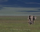 tanzanie_elefant_ngorongoro016