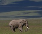 tanzanie_elefant_ngorongoro017