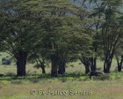 tanzanie_elefant_ngorongoro018