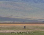 tanzanie_elefant_ngorongoro019