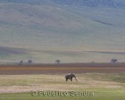 tanzanie_elefant_ngorongoro021