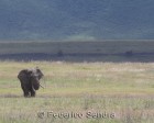 tanzanie_elefant_ngorongoro022