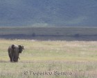 tanzanie_elefant_ngorongoro023