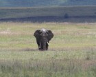 tanzanie_elefant_ngorongoro024