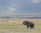 tanzanie_elefant_ngorongoro026