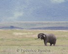 tanzanie_elefant_ngorongoro027