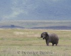 tanzanie_elefant_ngorongoro028