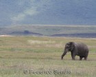 tanzanie_elefant_ngorongoro029