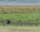 tanzanie_elefant_ngorongoro030