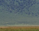 tanzanie_elefant_ngorongoro031